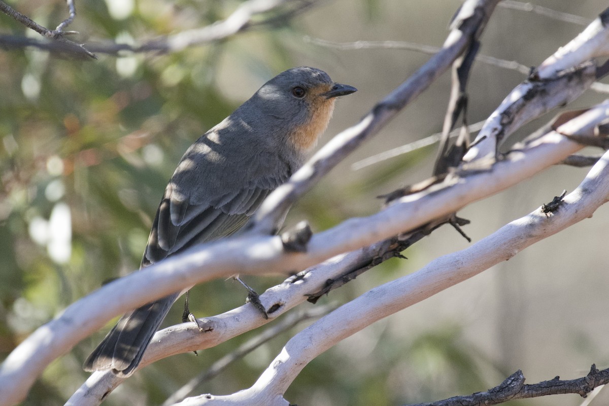 Red-lored Whistler - John Cantwell