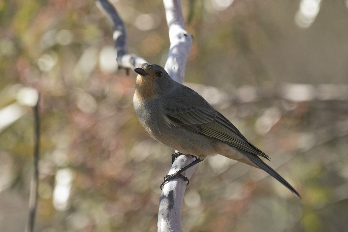 Red-lored Whistler - John Cantwell