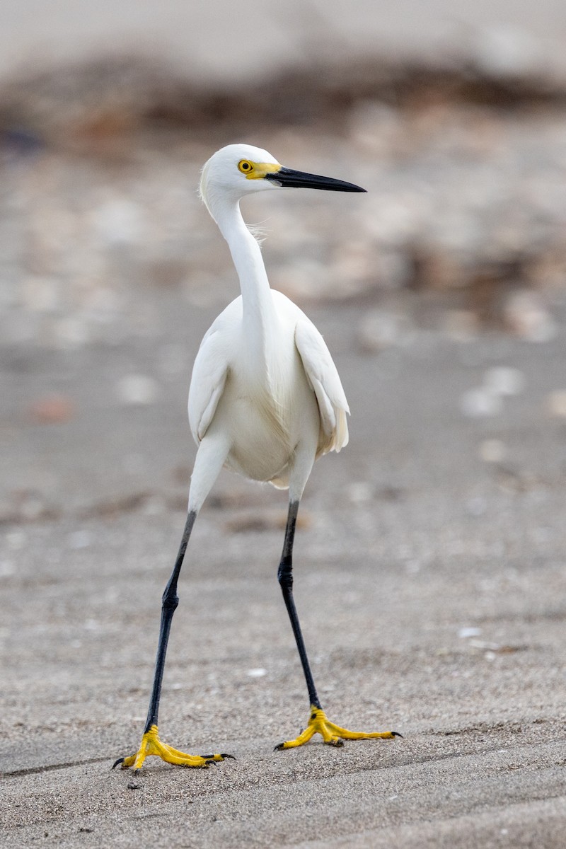 Snowy Egret - ML620817896