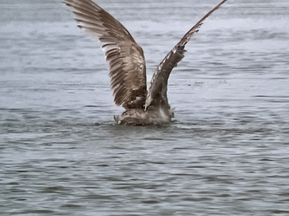 Western x Glaucous-winged Gull (hybrid) - ML620817898