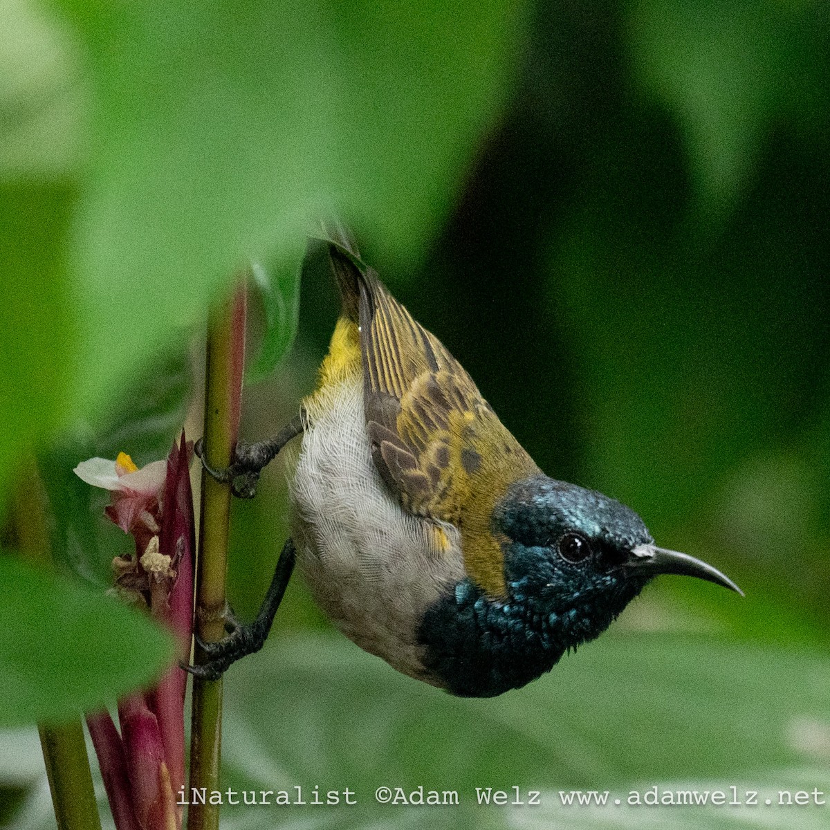 Reichenbach's Sunbird - ML620817900