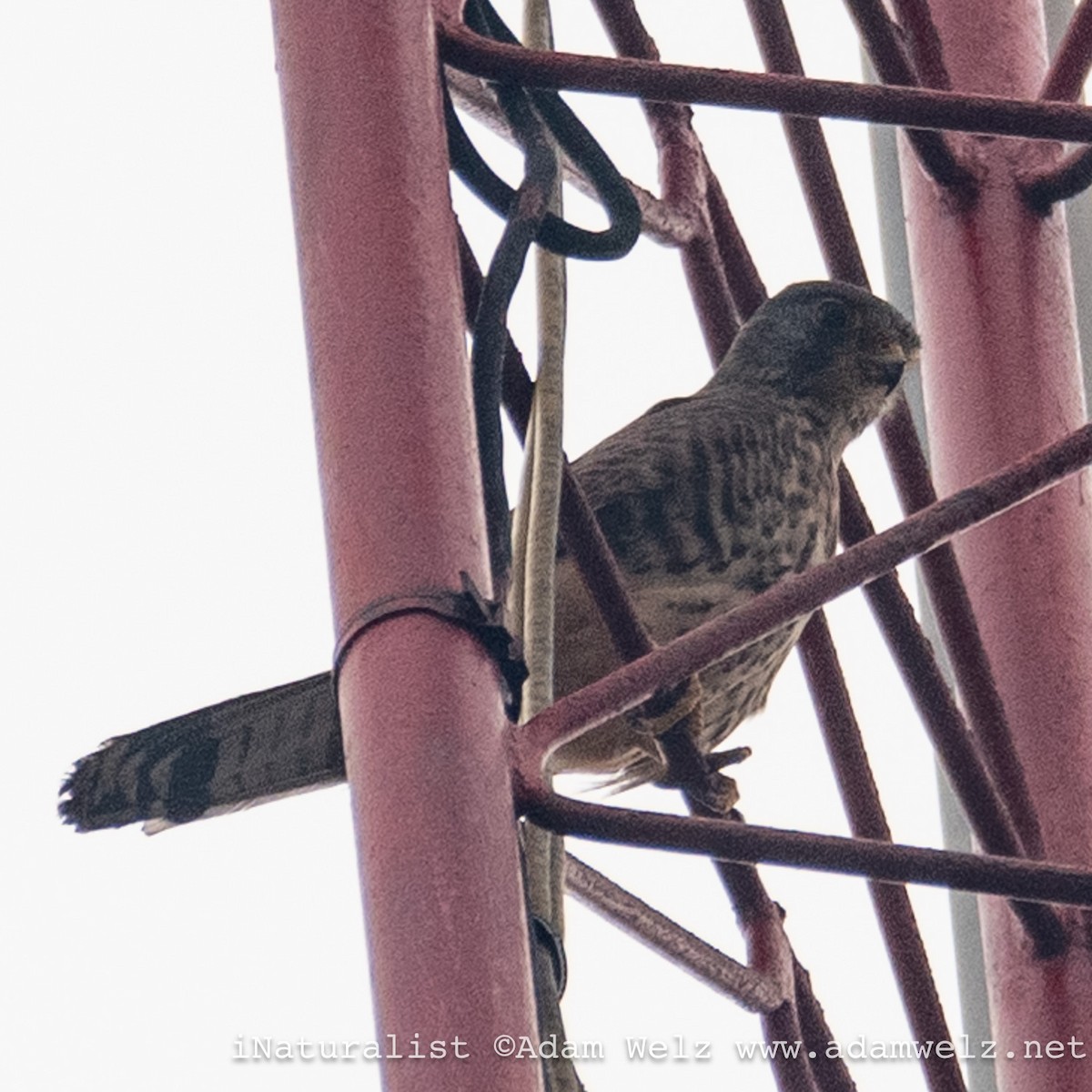 Eurasian Kestrel - ML620817906