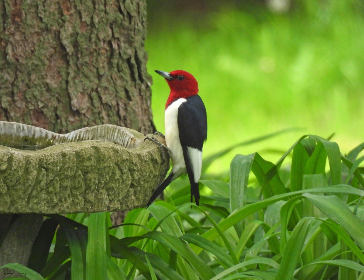 Red-headed Woodpecker - ML620817908