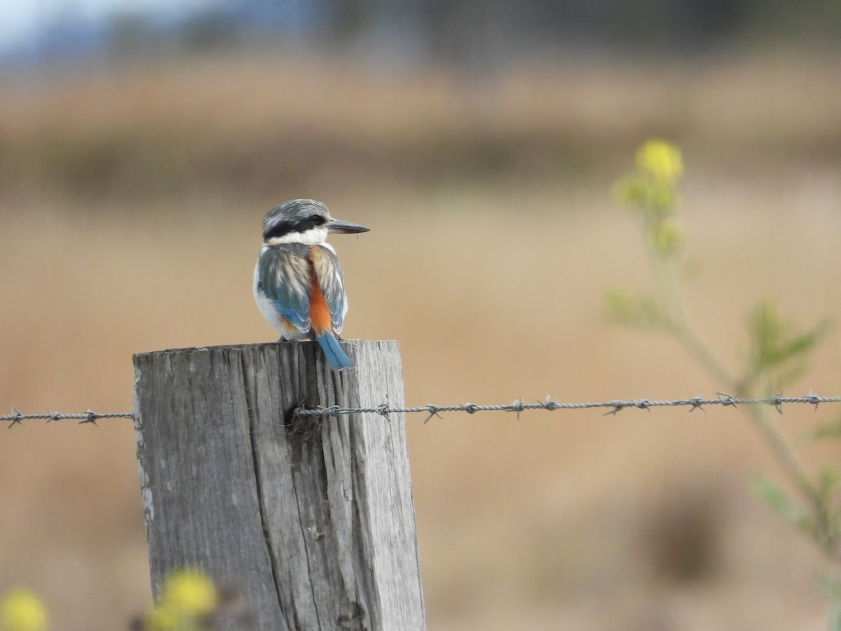 Red-backed Kingfisher - ML620817909