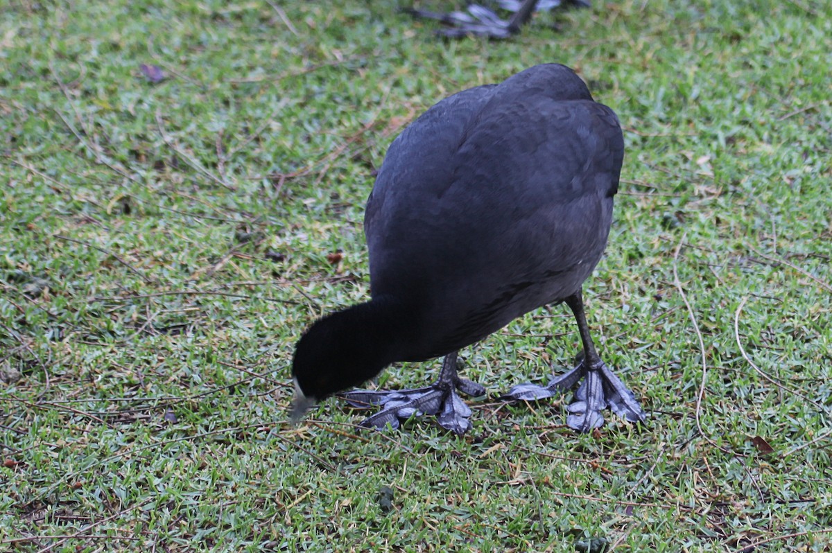 Eurasian Coot - ML620817910