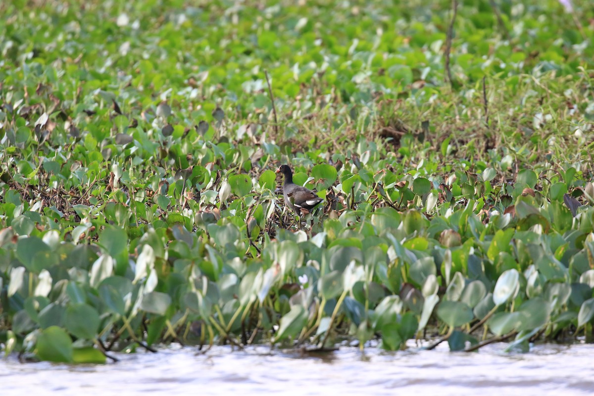 Common Gallinule - ML620817912