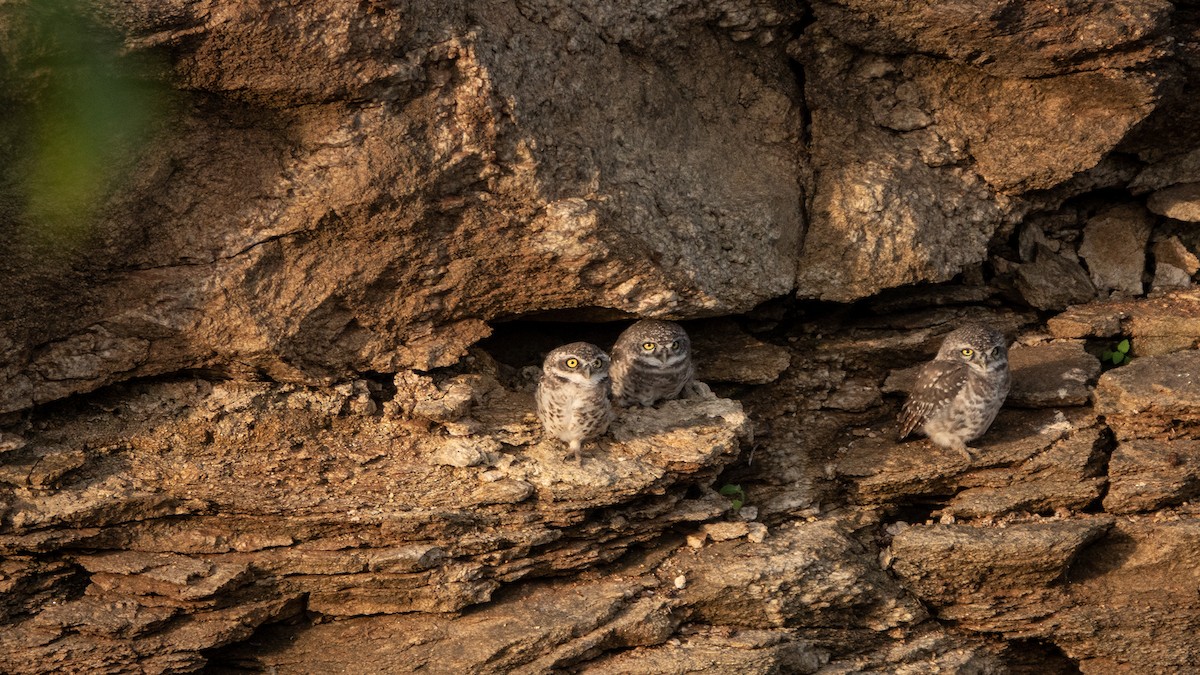 Spotted Owlet - ML620817913