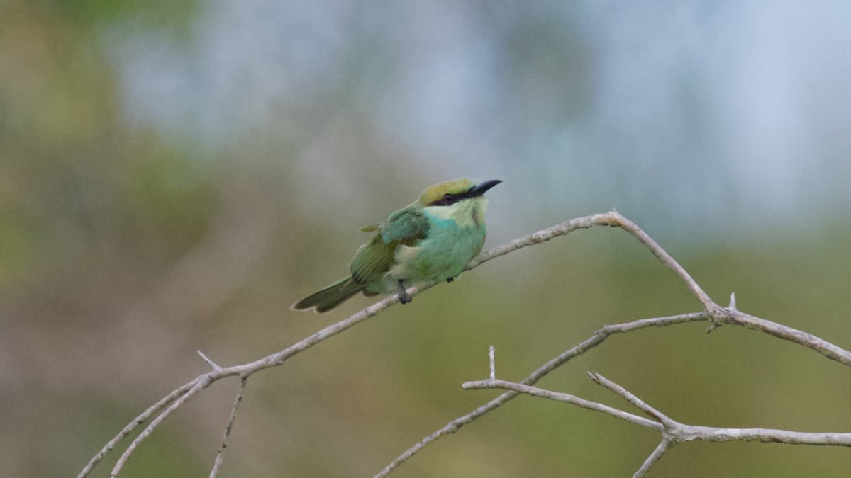 Asian Green Bee-eater - ML620817915