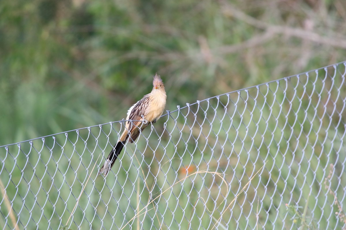 Guira Cuckoo - ML620817917