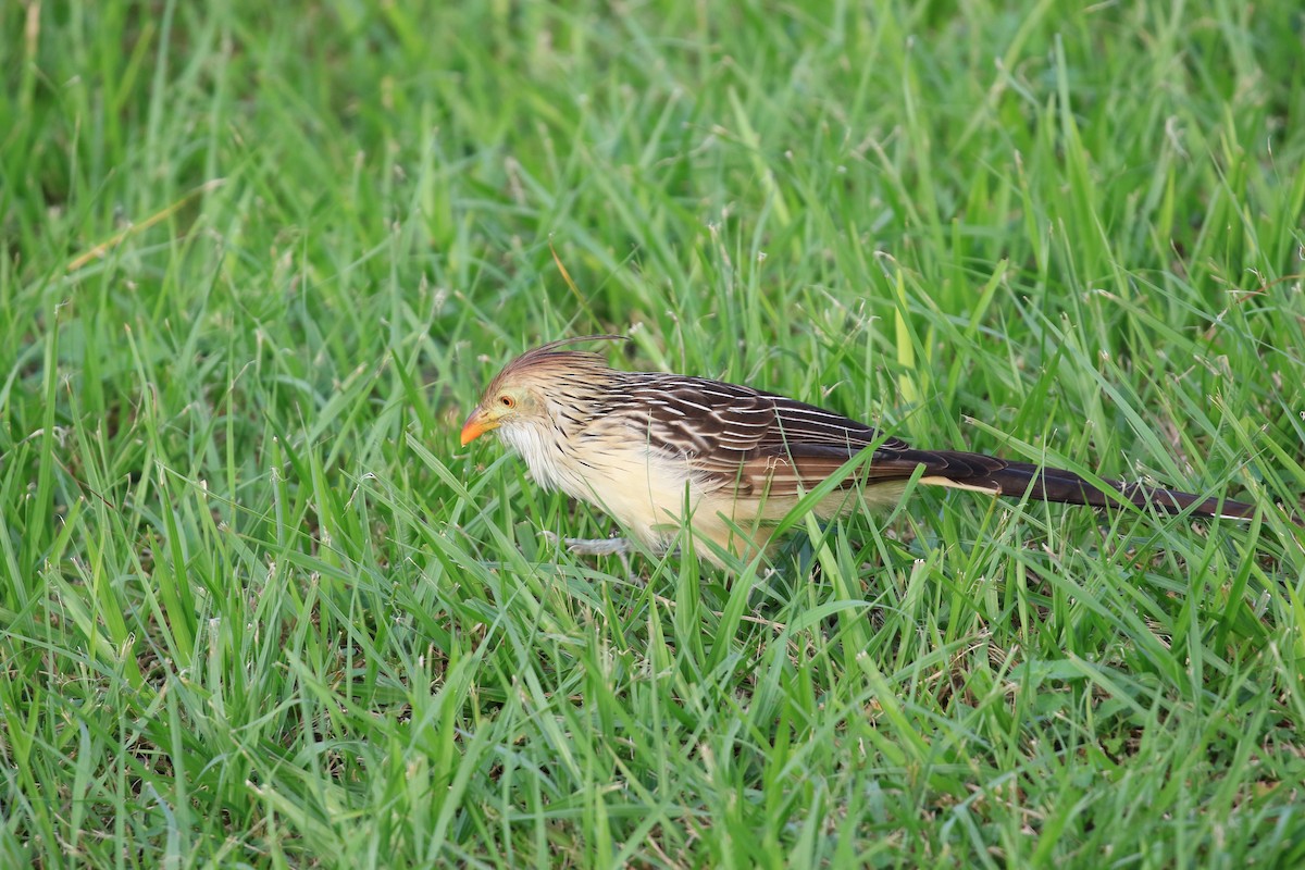 Guira Cuckoo - ML620817918