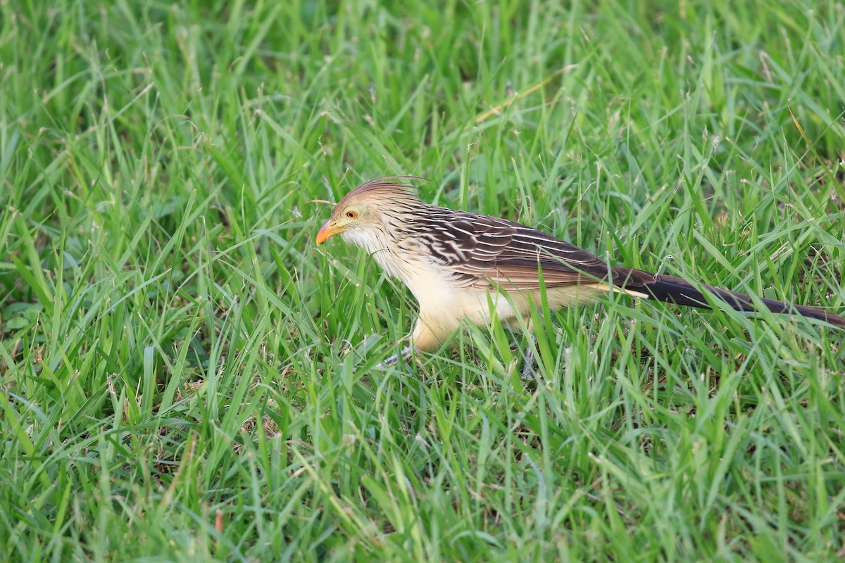 Guira Cuckoo - ML620817919