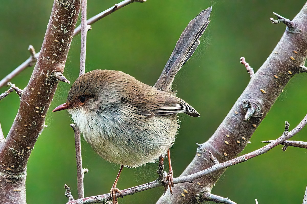 Superb Fairywren - ML620817922