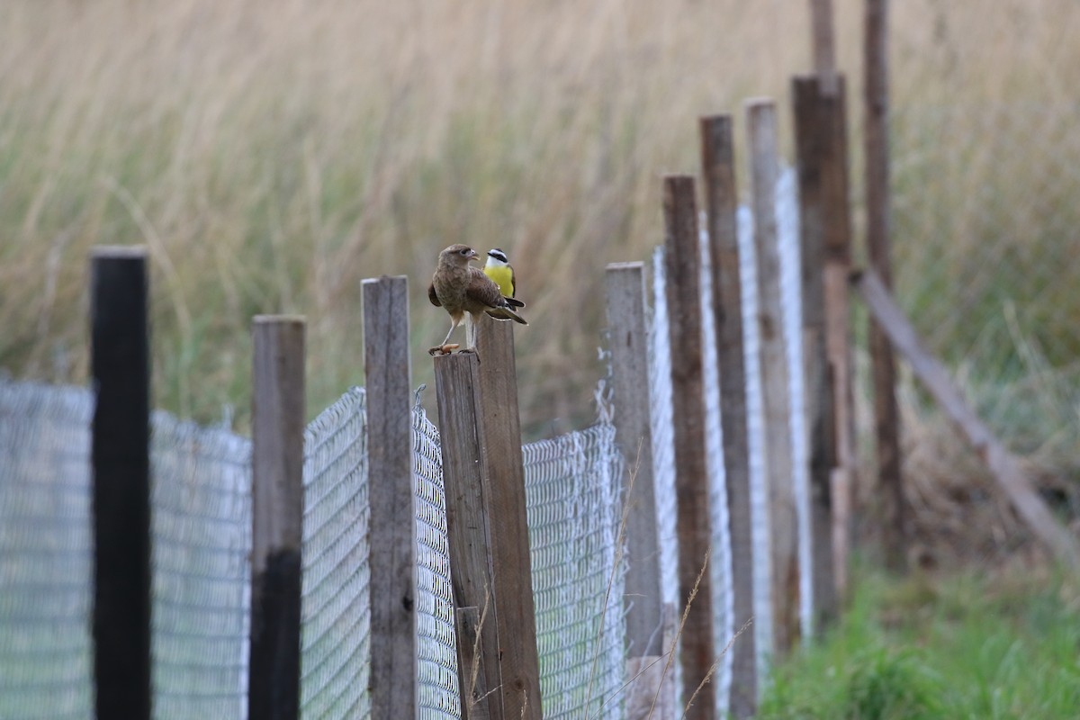 Chimango Caracara - Brett Whitfield