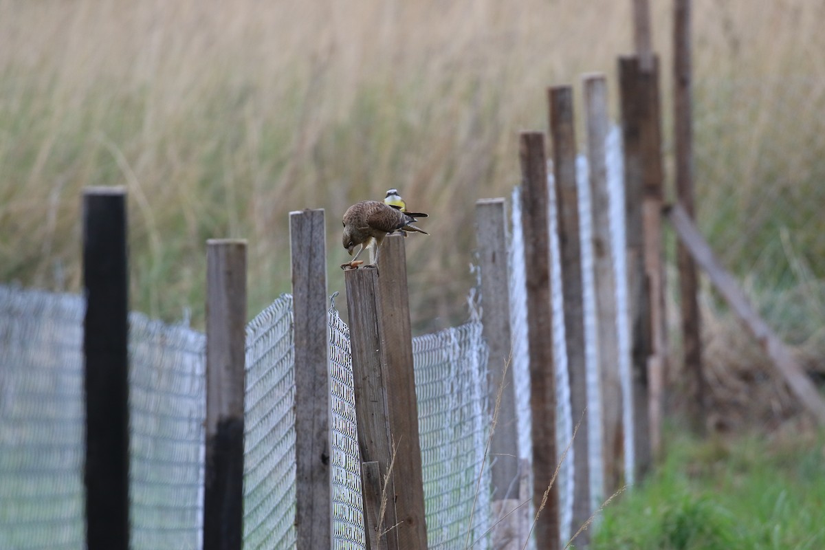 Caracara chimango - ML620817924