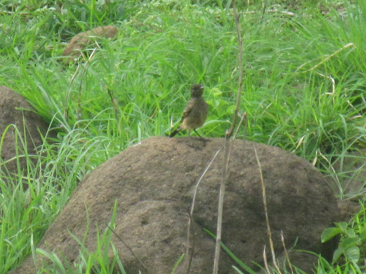 Pied Bushchat - ML620817925