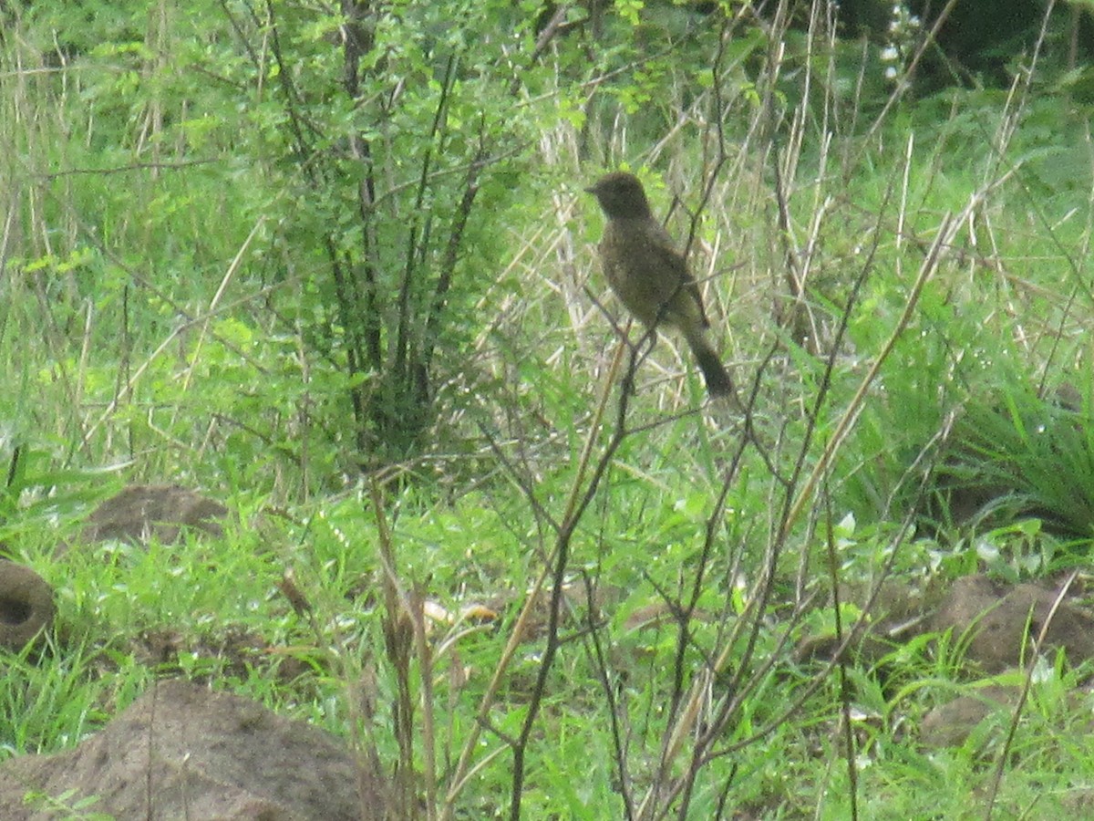 Pied Bushchat - Amitesh Rana