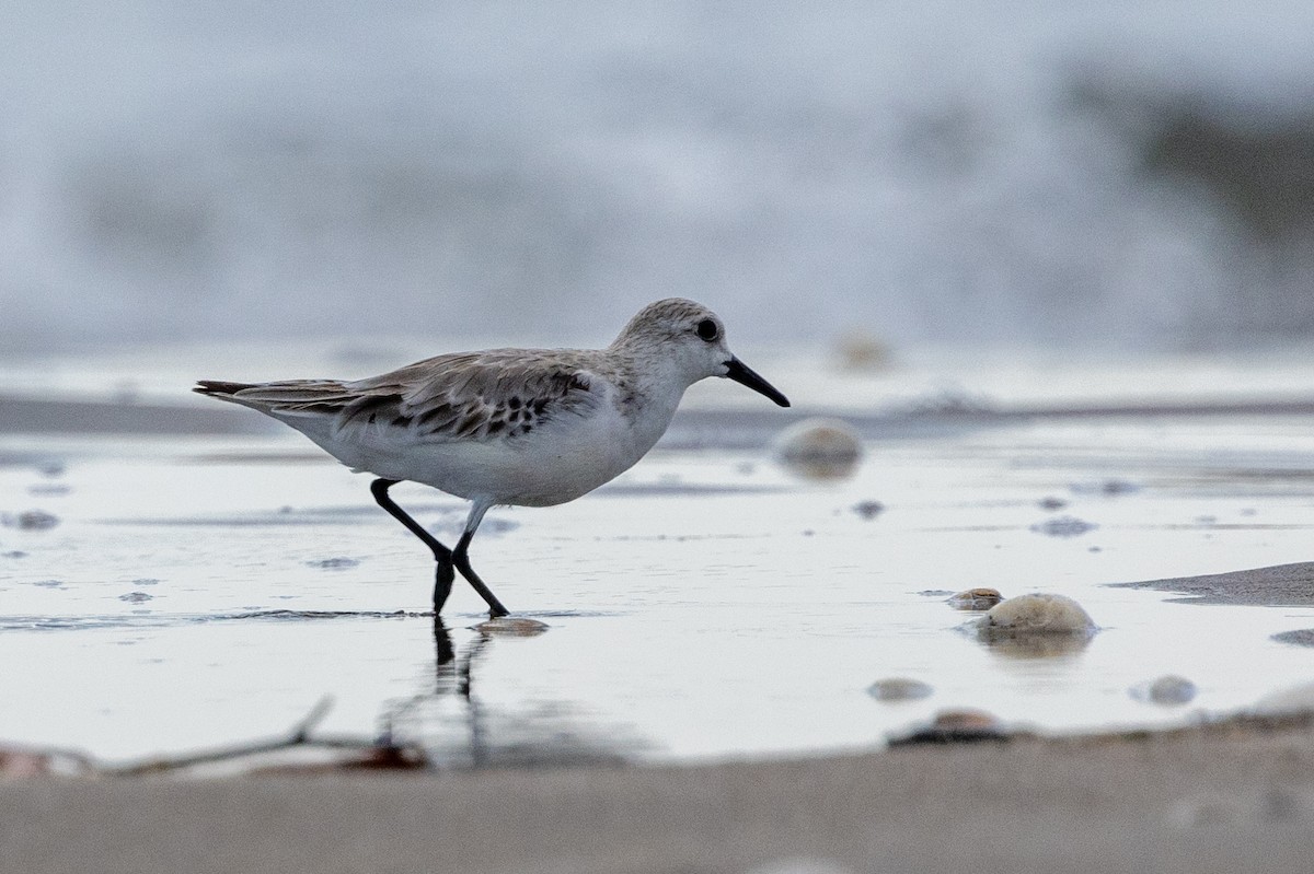 Sanderling - ML620817927