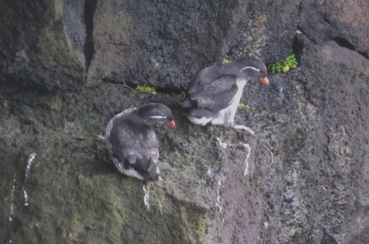 Parakeet Auklet - ML620817928