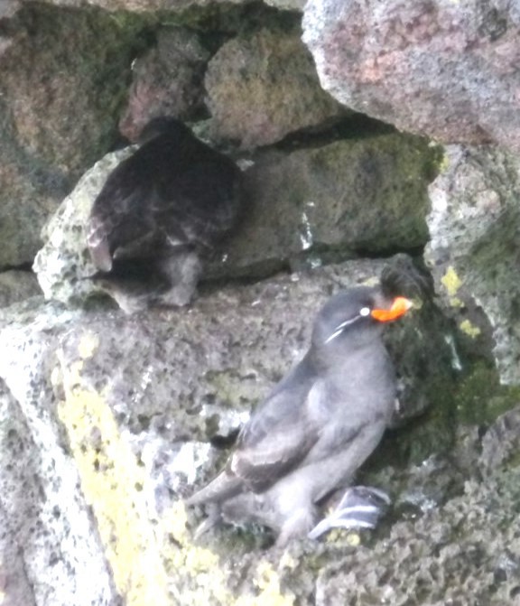 Crested Auklet - ML620817929