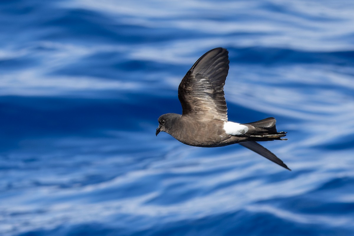 Wilson's Storm-Petrel - ML620817931