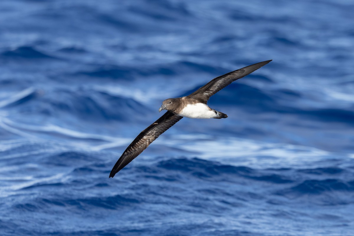 Tahiti Petrel - Richard Webber