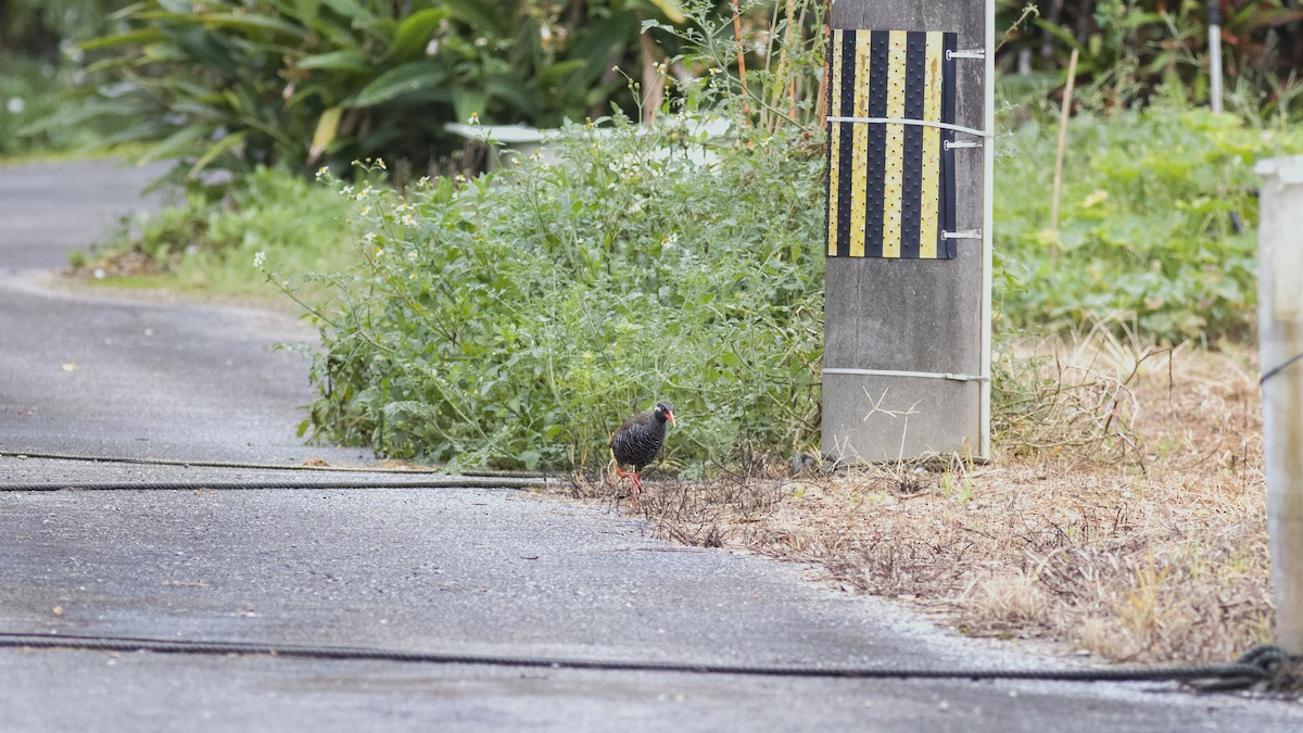 Râle d'Okinawa - ML620817933