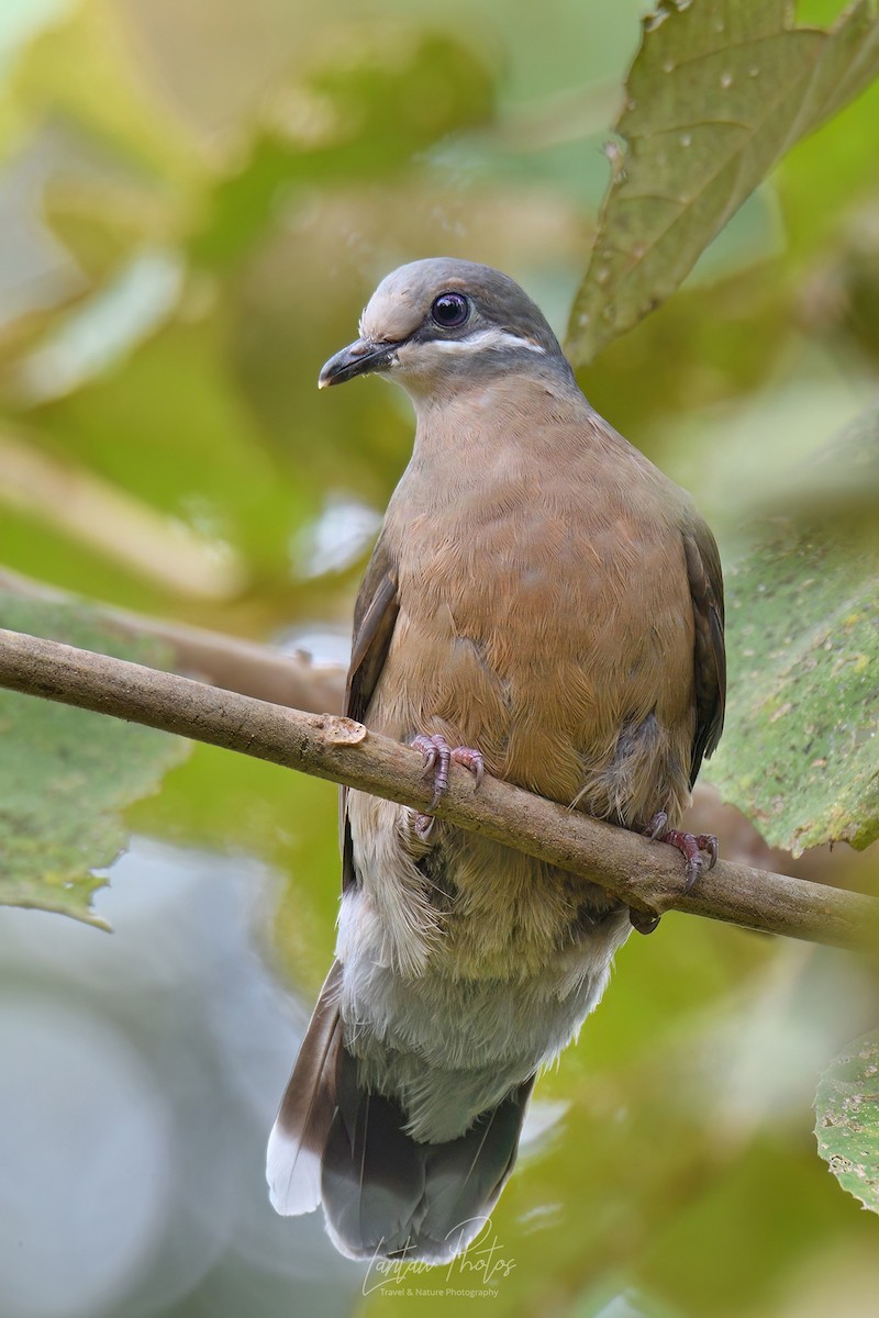 White-eared Brown-Dove - ML620817934