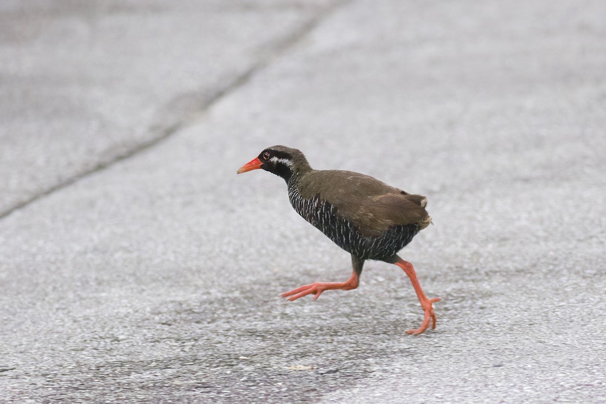 Okinawa Rail - ML620817937