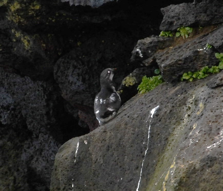 Least Auklet - ML620817940