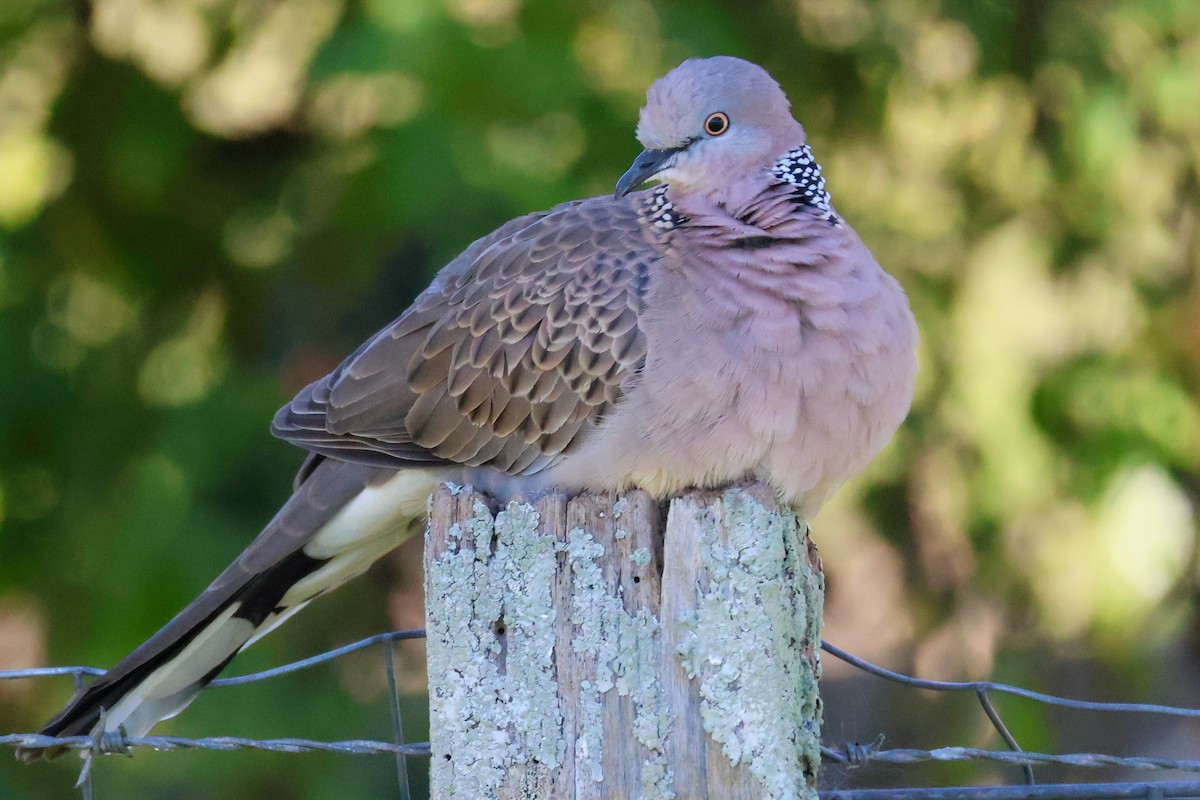 珠頸斑鳩 - ML620817943