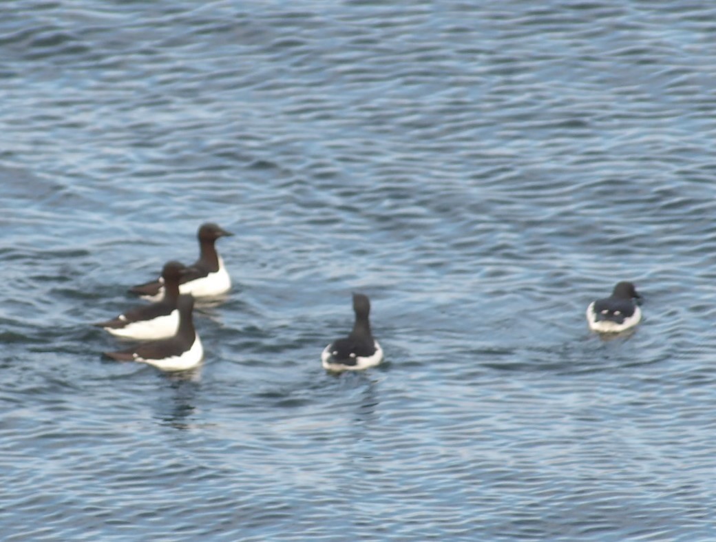 Thick-billed Murre - ML620817948