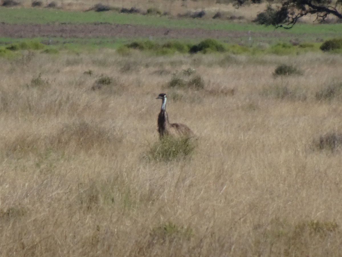 emu hnědý - ML620817951