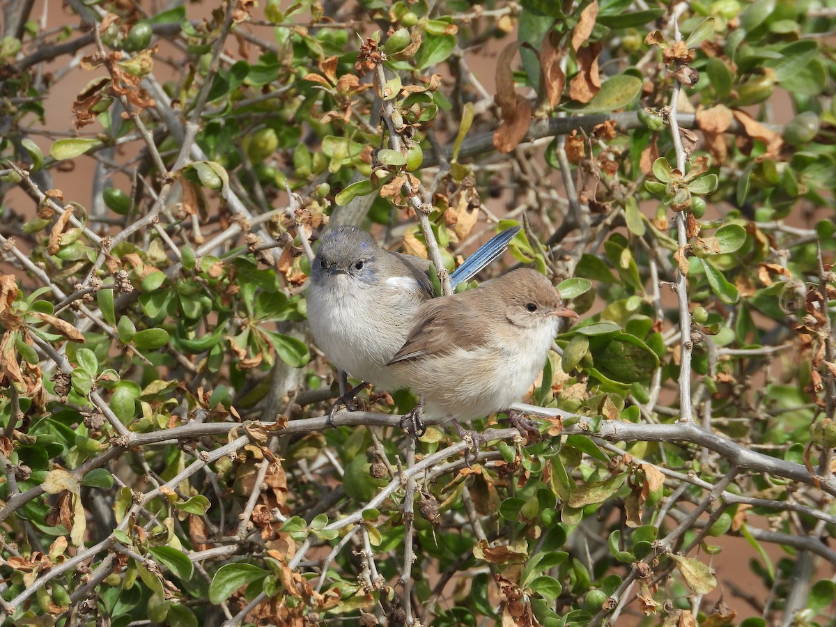 White-winged Fairywren - ML620817953