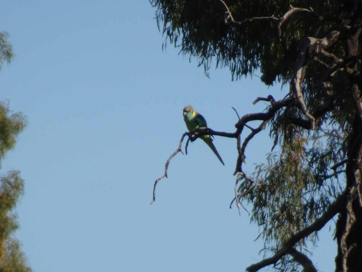 Perico de Port Lincoln - ML620817957