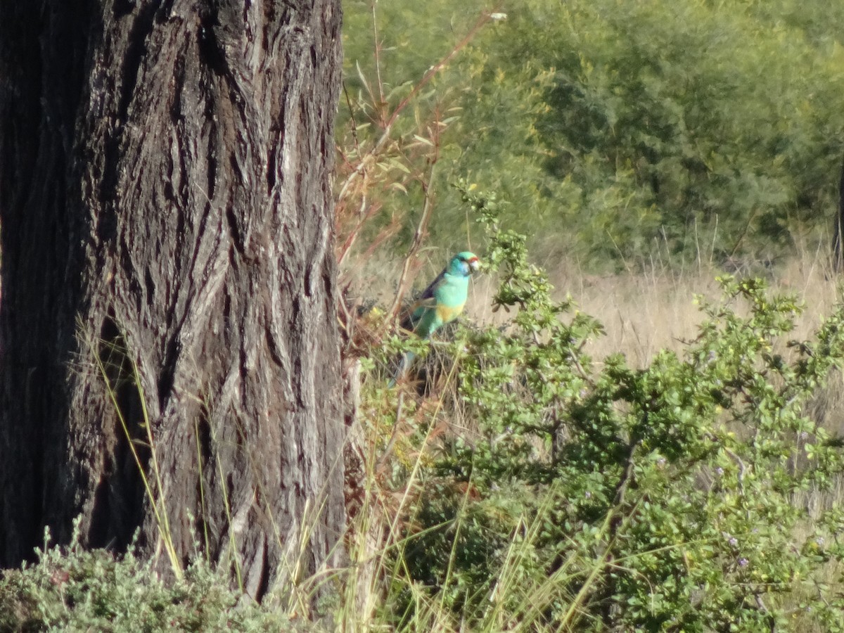 Australian Ringneck - ML620817958