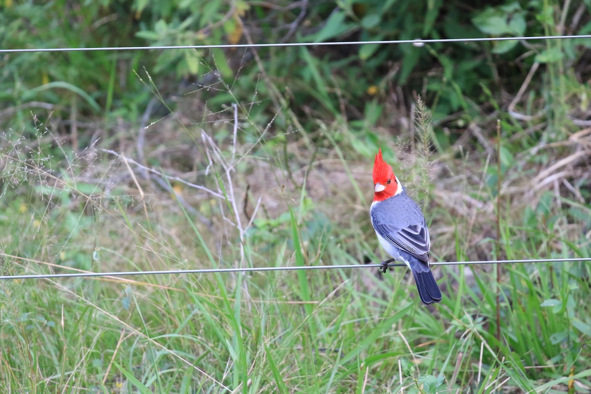 Red-crested Cardinal - ML620817965