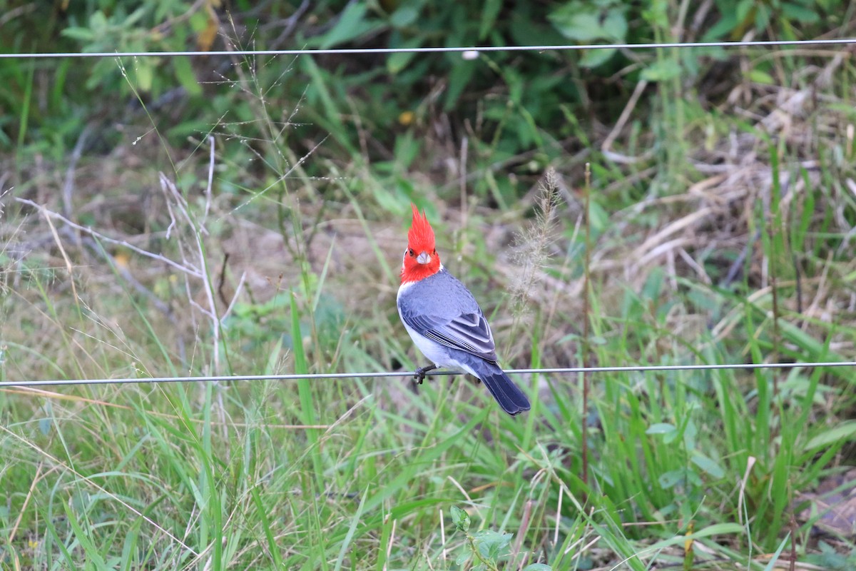 Red-crested Cardinal - ML620817967