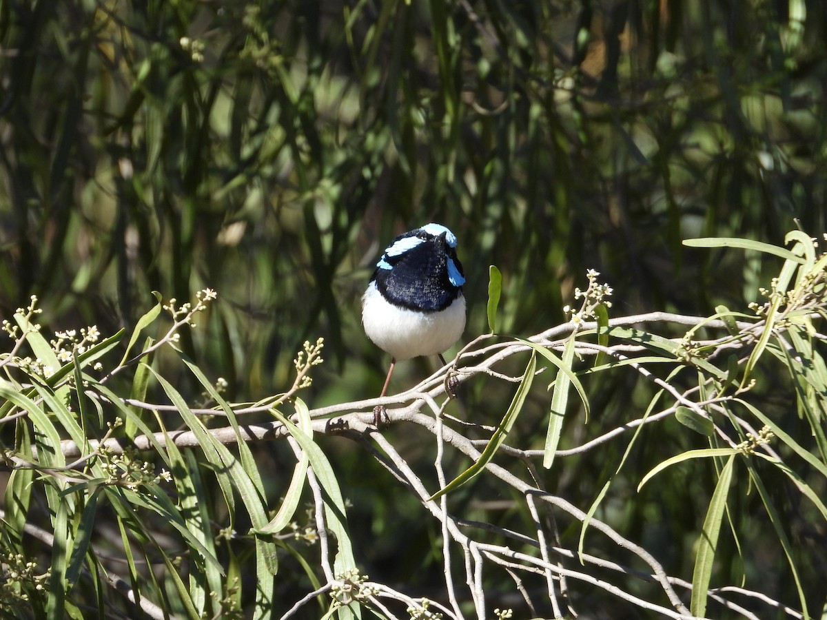 Superb Fairywren - ML620817969