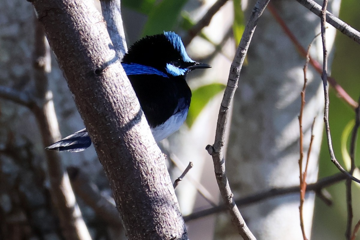 Superb Fairywren - Sonia Boughton