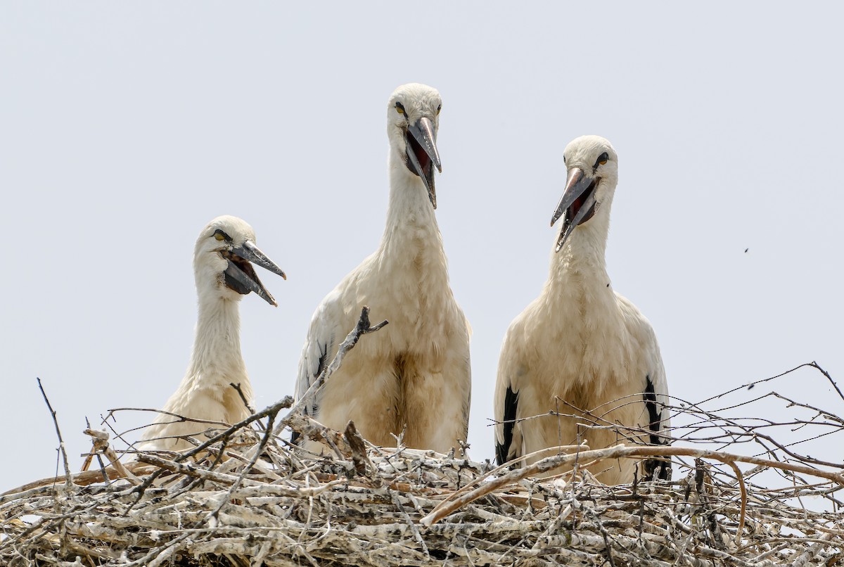 Cigogne blanche - ML620817972