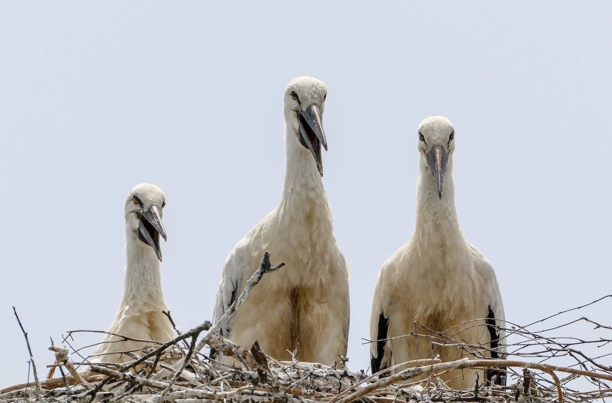 White Stork - ML620817973