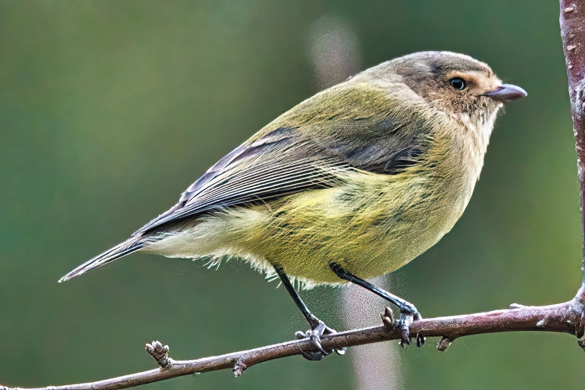 Weebill - ML620817974