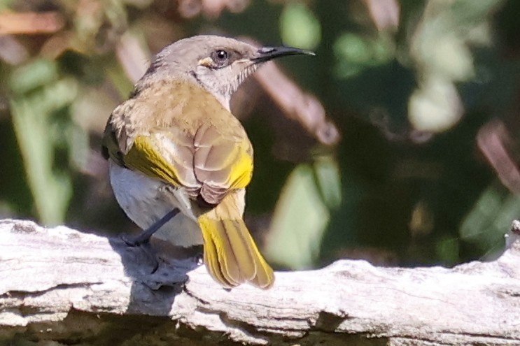 Brown Honeyeater - ML620817977