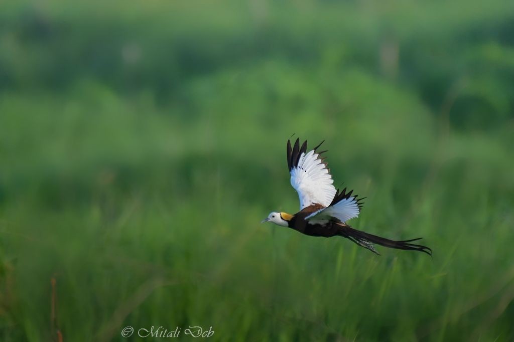 Pheasant-tailed Jacana - ML620817978