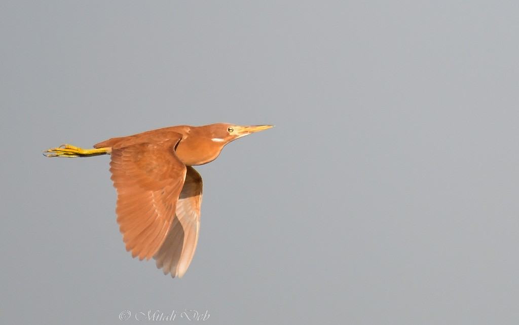 Cinnamon Bittern - ML620817979