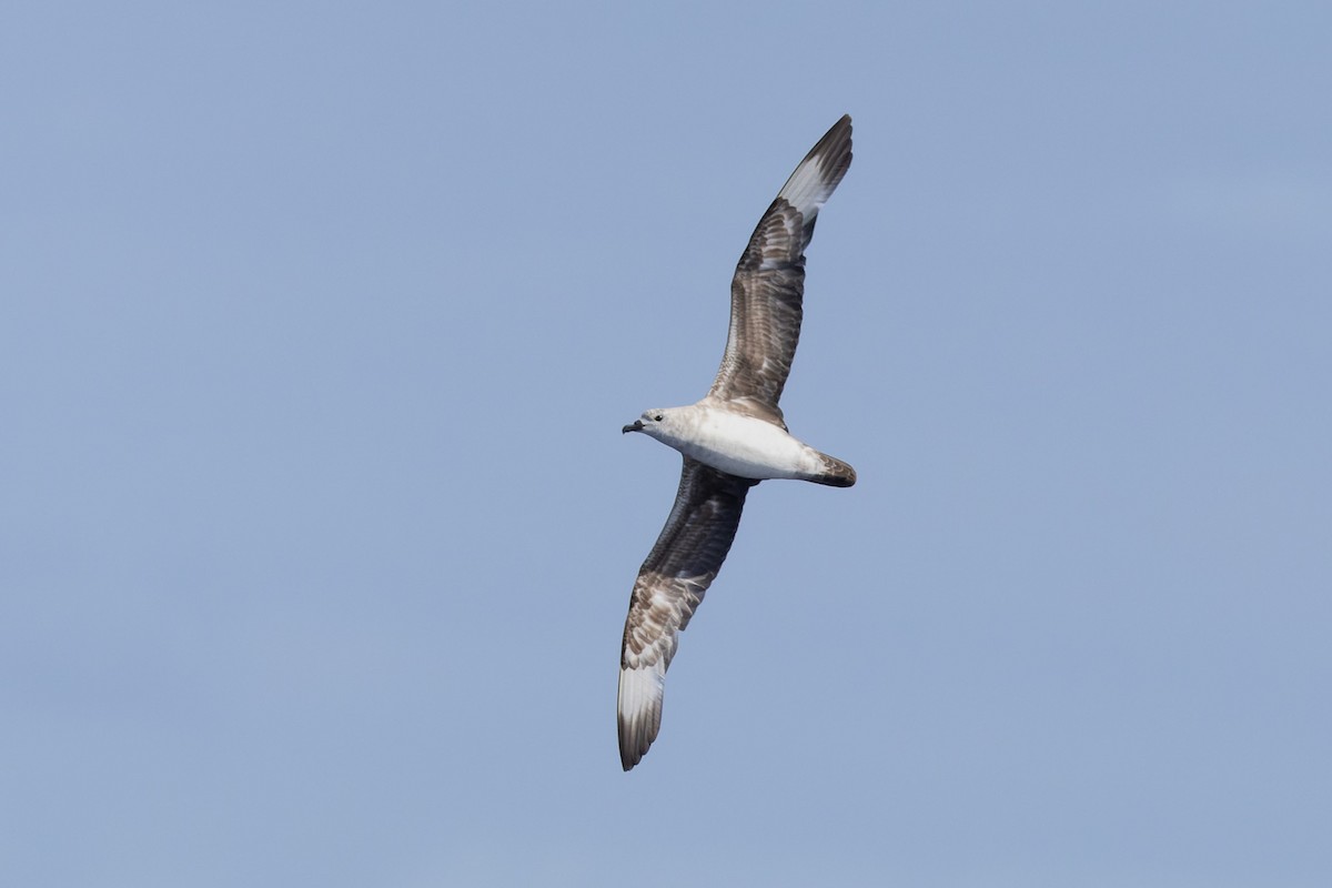 Kermadec Petrel - ML620817980