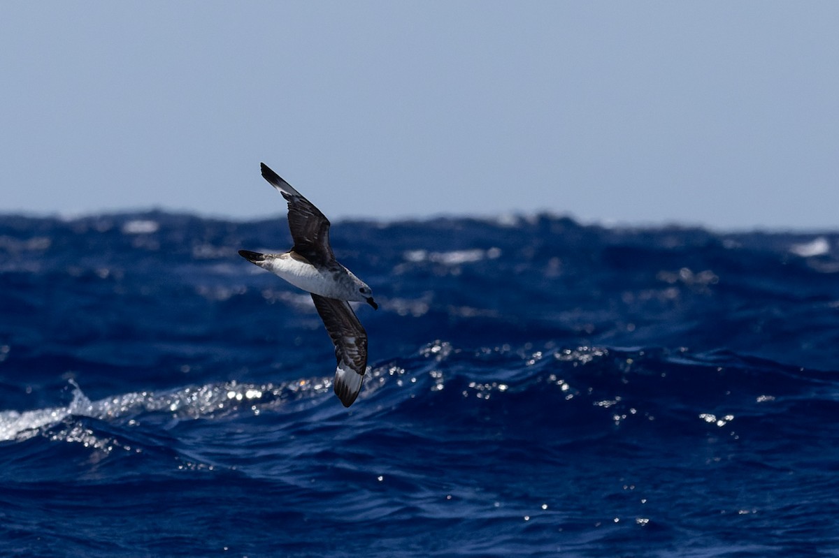 Kermadec Petrel - ML620817981