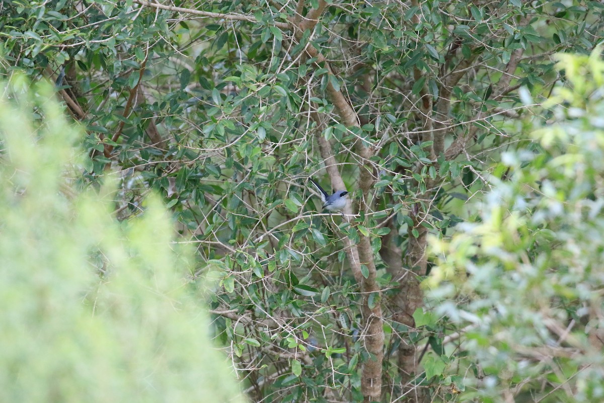 Masked Gnatcatcher - ML620817982