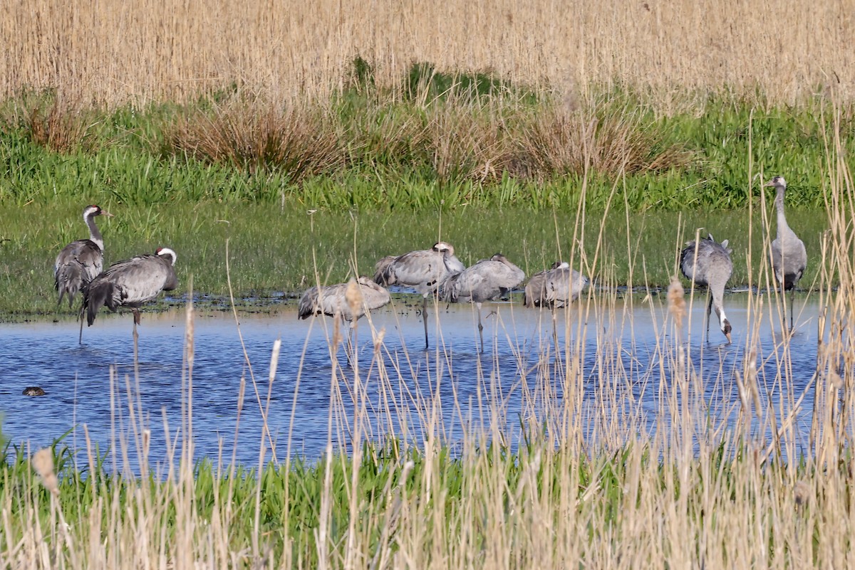 Common Crane - ML620817983