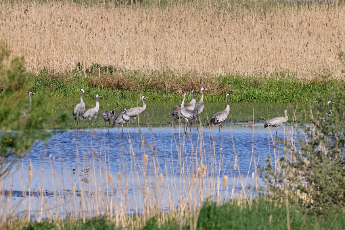 Common Crane - ML620817985